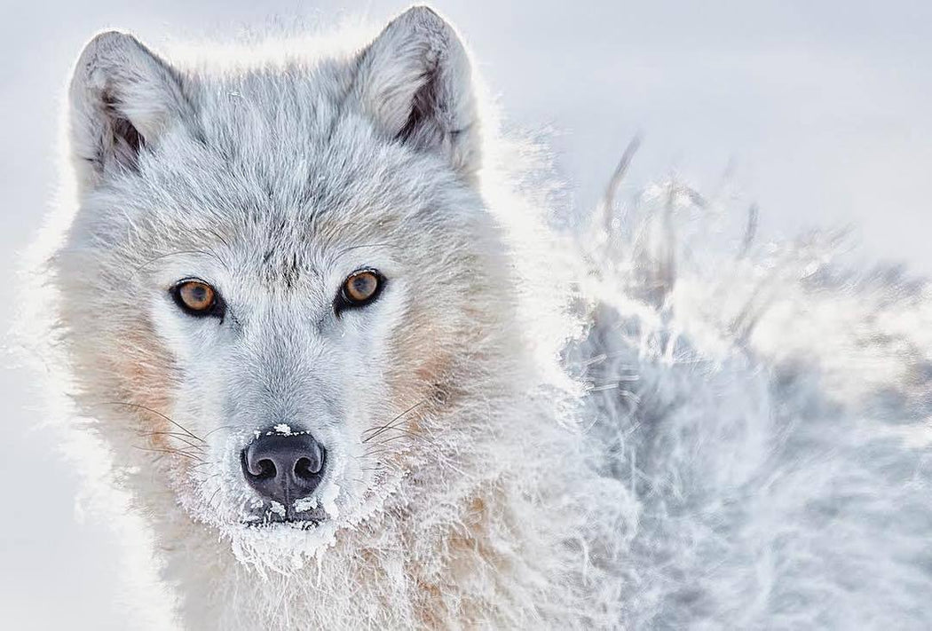 ARCTIC WOLF PRINT | PERCEPTION - EJAZ KHAN EARTH