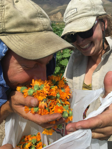 Smelling Calendula for Salve at Sweet Belly Farm