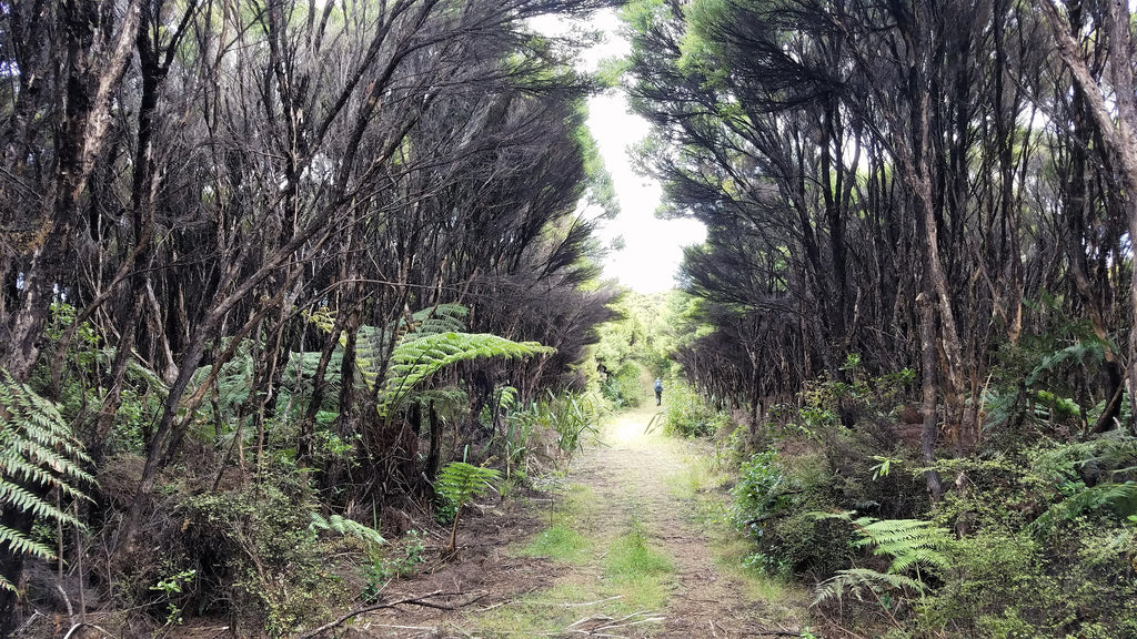 Manuka bush tunnel in New Zealand