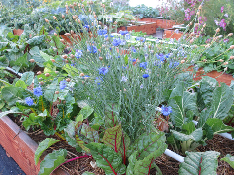 Flowers and food intercropping at Sweet Belly Farm, Idaho