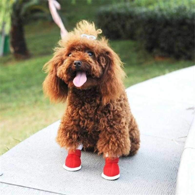 dog christmas shoes