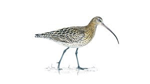 curlew