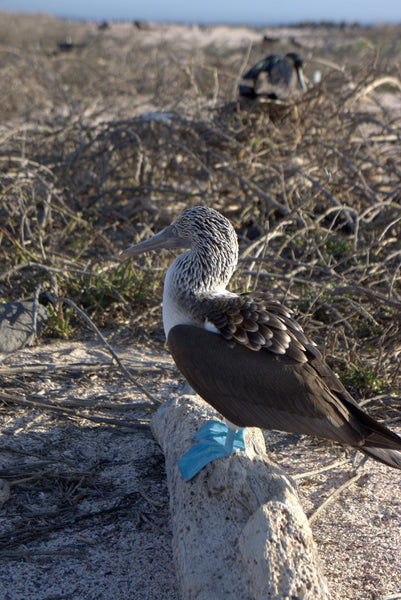 Blue Footed Boobie
