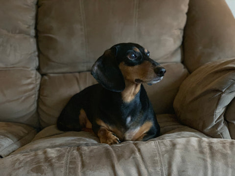 black dachshund recovering from cancer mast cell tumor