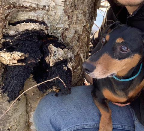 chaga benefits for dogs with cancer