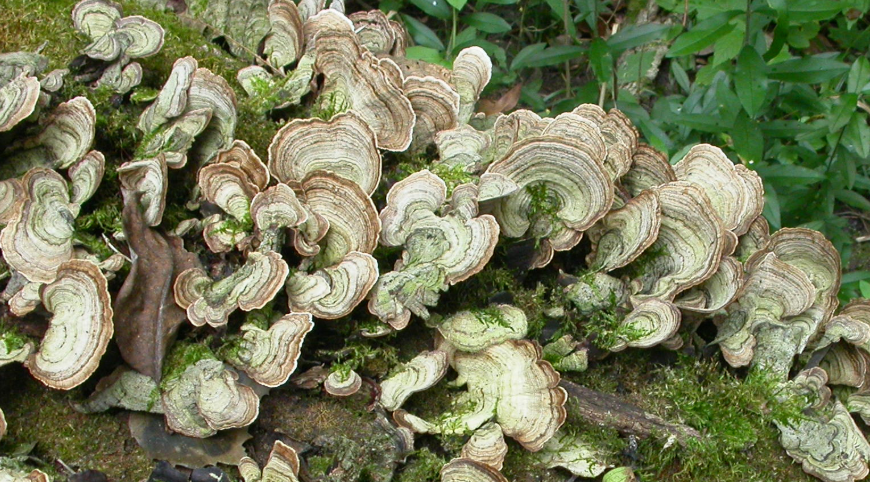 Crowded Parchment Mushroom of the Stereum Genus