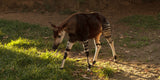 Okapi neef van de giraf