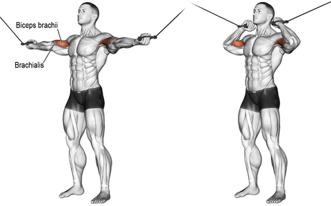 TWO-ARM OVERHEAD CABLE CURL