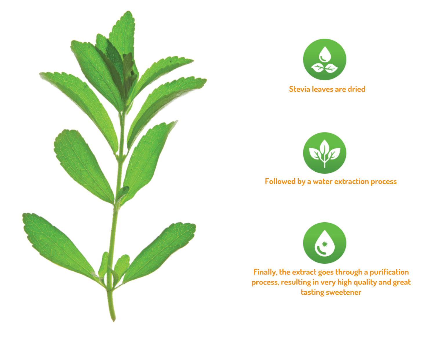 stevia leaf process