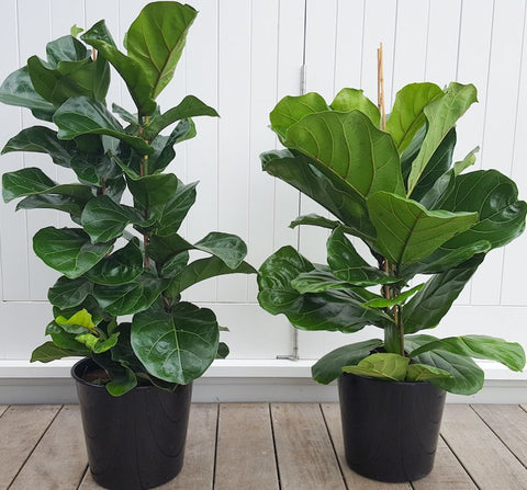 Plant and Pot Fiddle Leaf Fig 'Bambino'