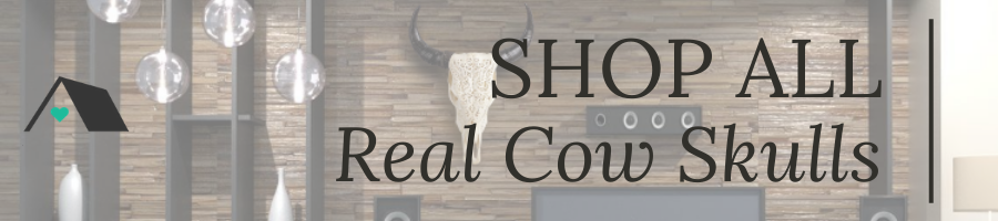 Shop All Real Cow Skulls