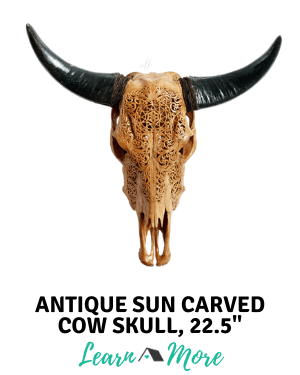 antique sun real carved cow skull