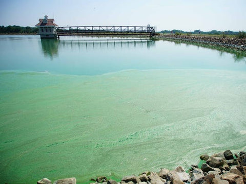 https://www.delawareonline.com/story/news/2019/08/15/if-its-green-dont-go-in-what-know-toxic-algae-killing-dogs/2007804001/
