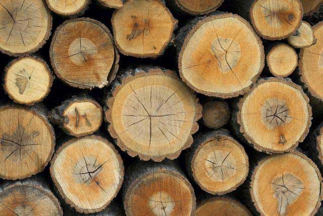 Hard wood and soft wood logs 