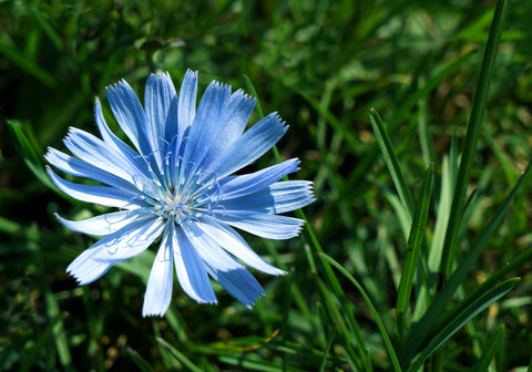 Chicory