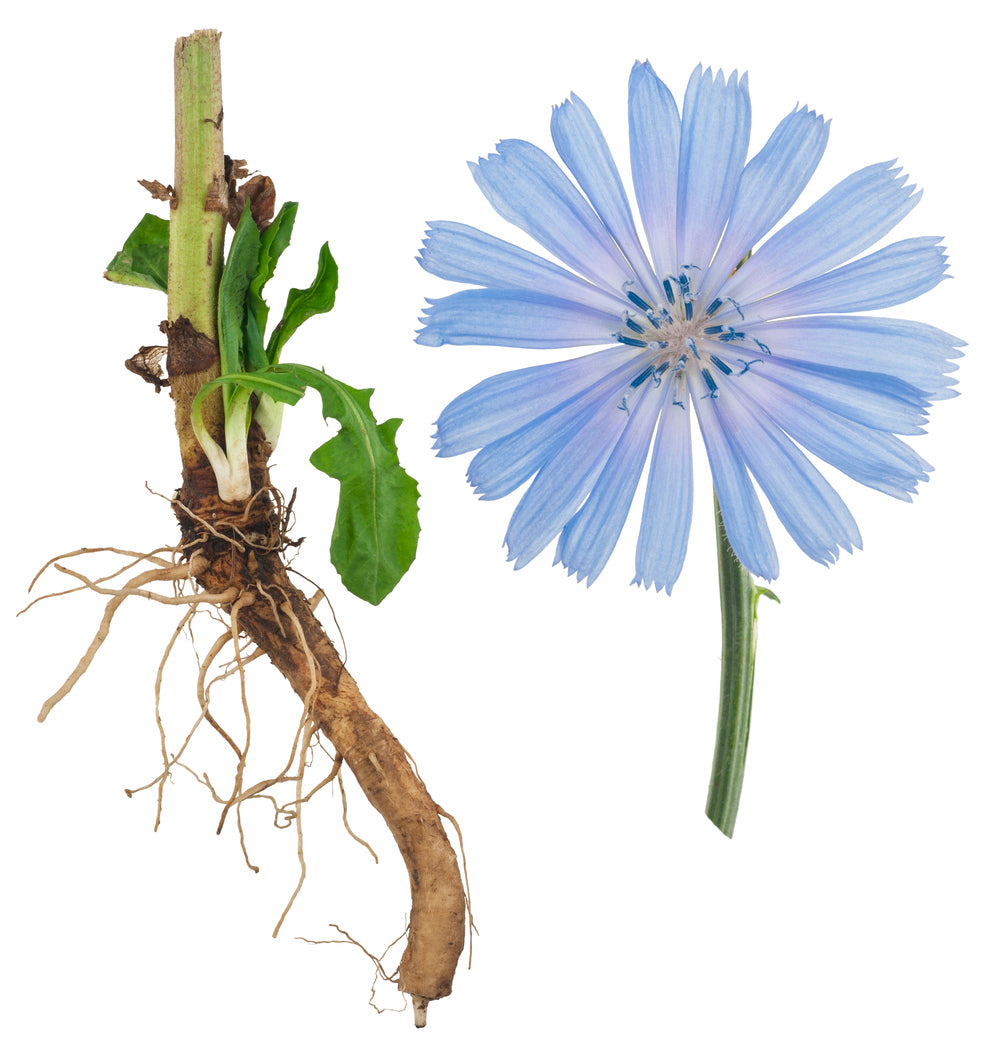 Chicory flower and root