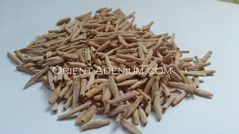 Adenium Seeds