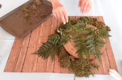 cut wood with moss and how to transfer 