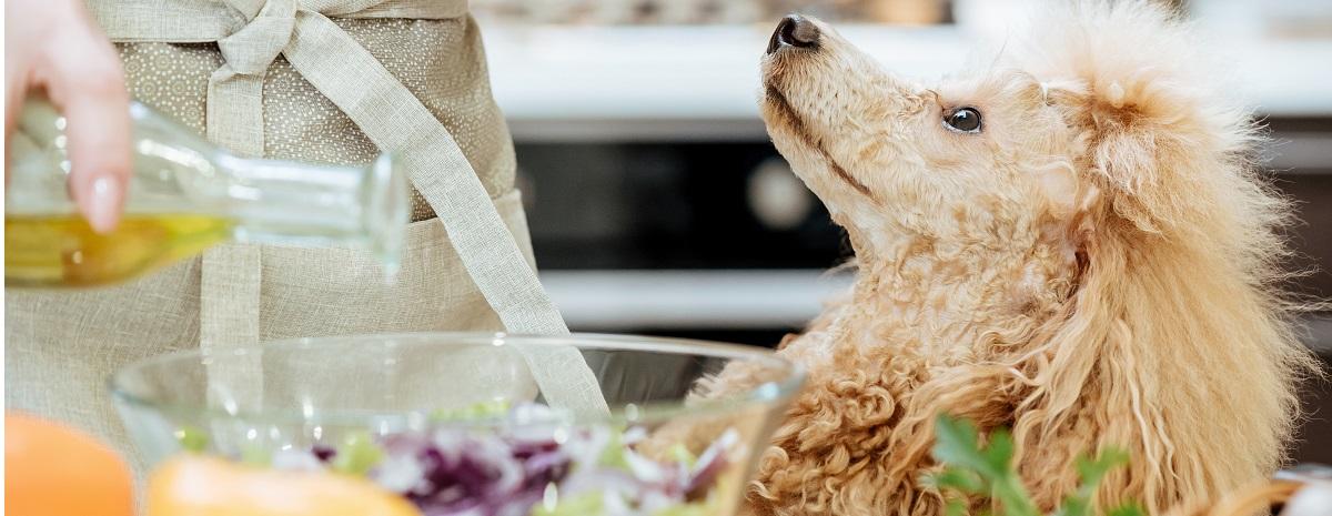 what fruits and vegetables are best for dogs