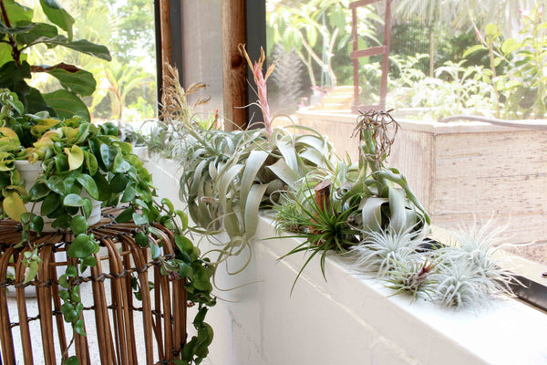 Tillandsia air plants beautifully displayed on the half wall of an outdoor patio