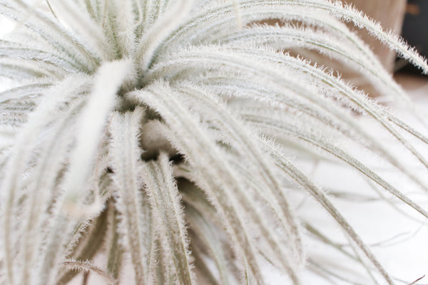 Tillandsia Tectorum Ecuador