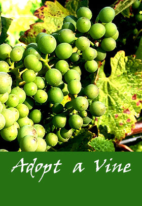 Adopt a Vine