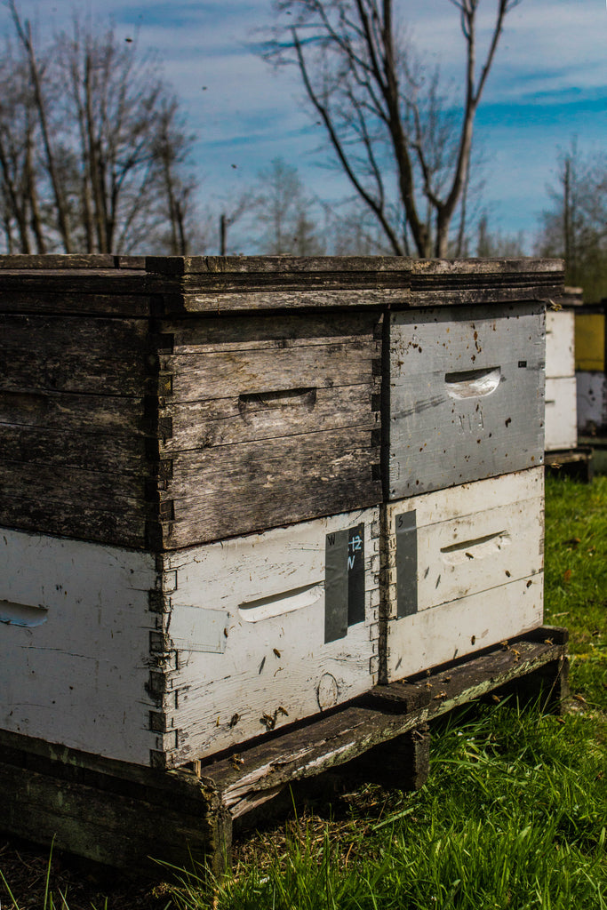 BCB Honey Farm | Canada's #1 Raw Honey | Raw, Local, Unpasteurized | Our Hives, Our B.C. Bees | 4121 King George Blvd., Surrey BC | Proudly Serving Vancouver, Lower Mainland, & Fraser Valley