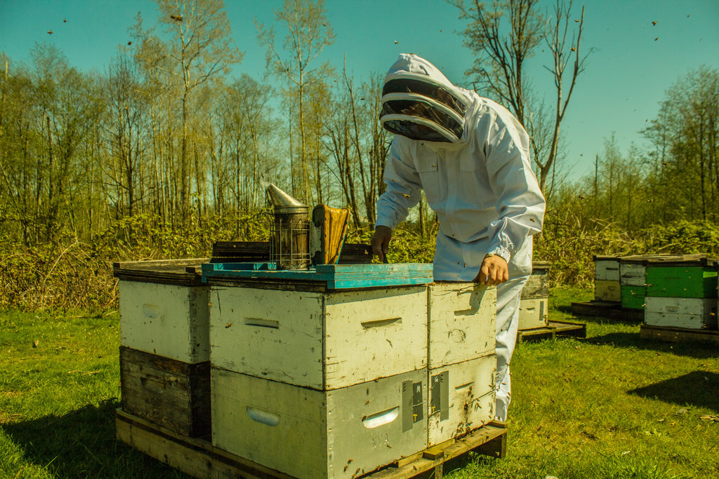 BCB Honey Farm | Canada's #1 Raw Honey | Raw, Local, Unpasteurized | Our Hives, Our B.C. Bees | 4121 King George Blvd., Surrey BC | Proudly Serving Vancouver, Lower Mainland, & Fraser Valley