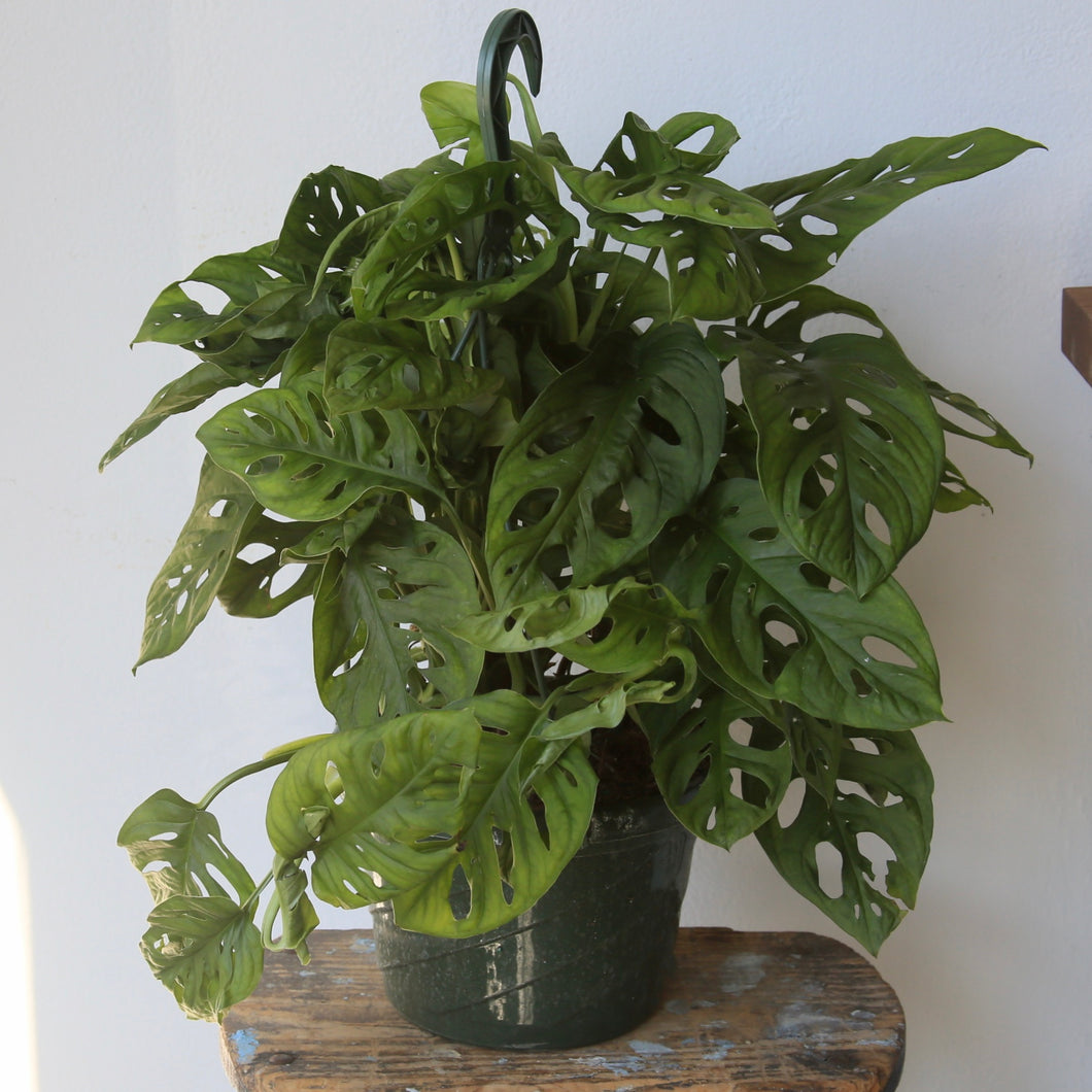Hanging Monstera Swiss Cheese Plant