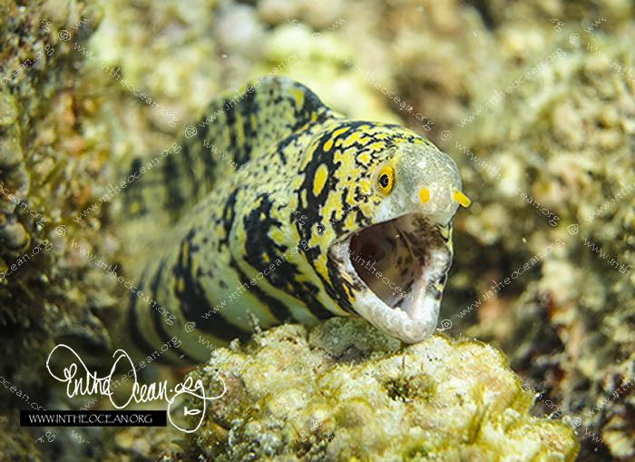 snowflake eel