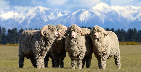 merino sheep