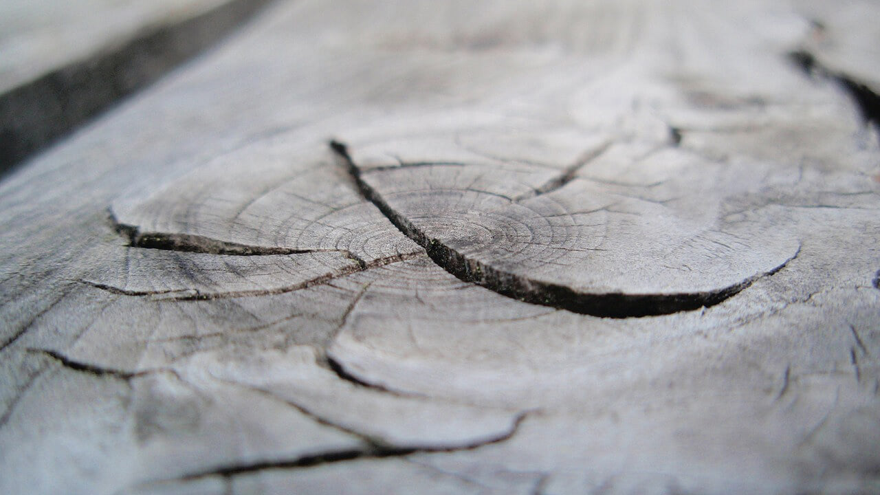 Dried and cracked wood