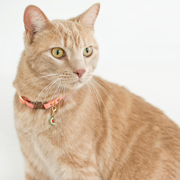 orange collar on cat