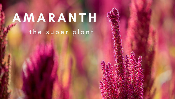 amaranth the super plant