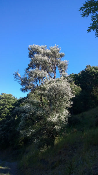Huge Manuka Tree Flowering In New Zealand Avatar Apiries