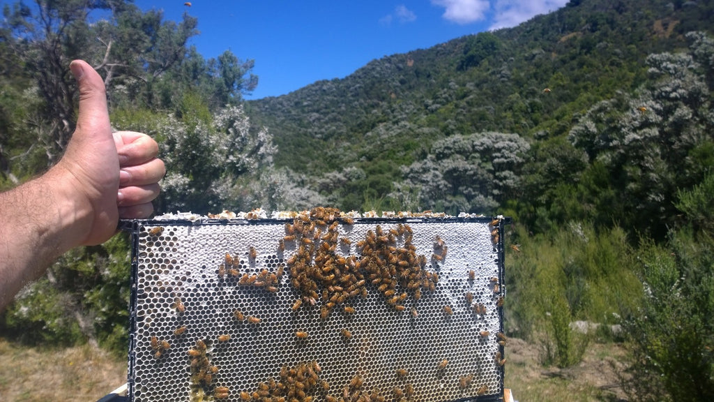 Brand New Manuka Honey Wax Capping