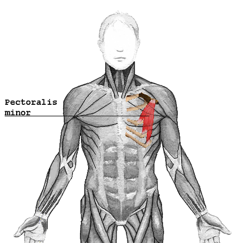 Pec Minor - Natural Posture