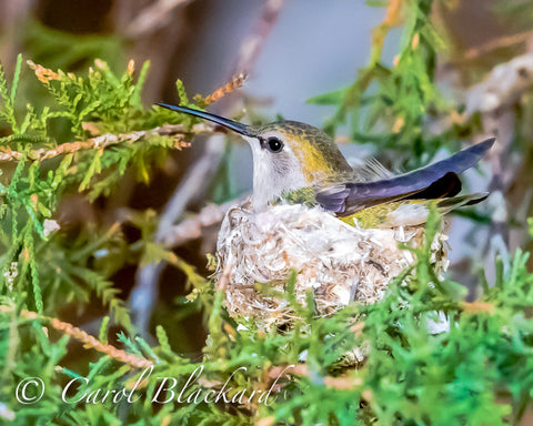 Female Costa Hummingbird incubating on nest in southern California