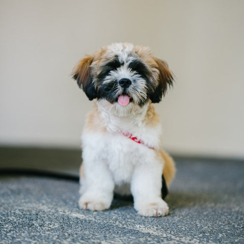 Barkley-and-Pawsh-shih-tzu