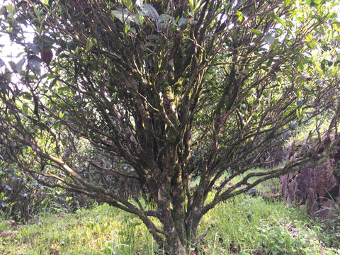 Old tea trees from one of our suppliers plantaions. At approx 150 years old this tree will be harvested only once a year