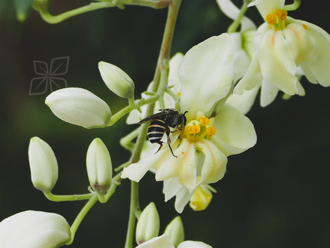 Moringa Flower - NatureMills