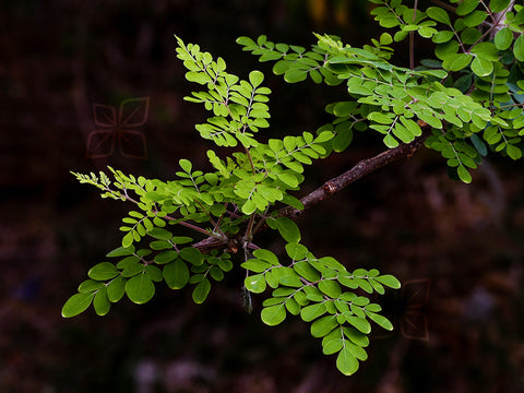 Moringa Leaves - NatureMills