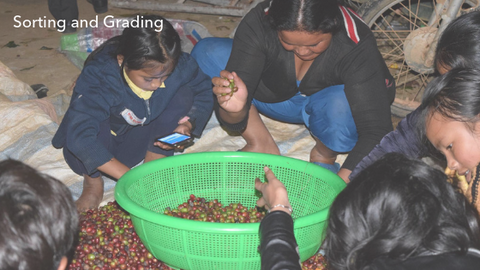 Sorting and Grading the coffee cherries
