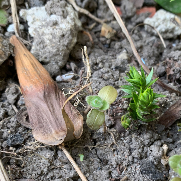 Monkey puzzle tree seedling and seed