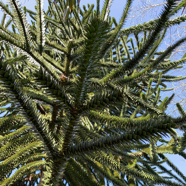 The original monkey puzzle tree