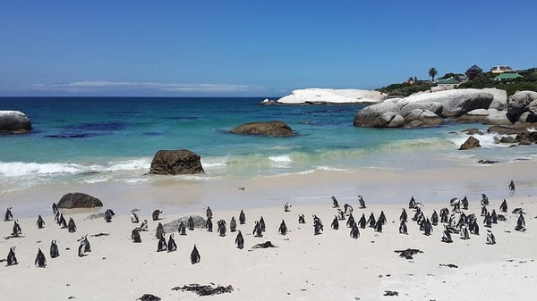 Cape Town Boulders Beach
