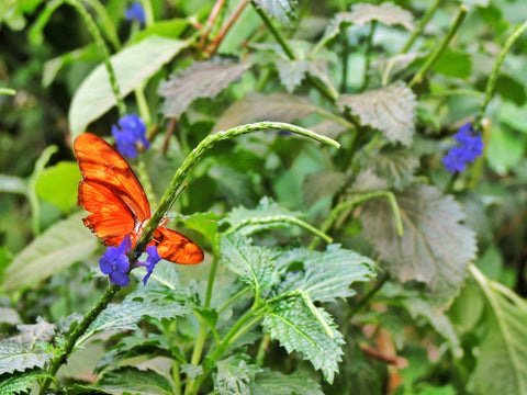 Butterfly World Cape Town Kids Activities