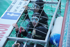 Great White Shark Cage diving