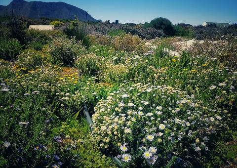 Gansbaai Landscape Wildflowers