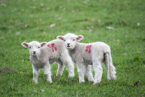 sheep earthlings go vegan environment 